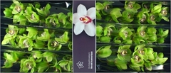 Cymbidium Mrs. Robin Hood 80cm