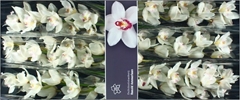 Cymbidium Hms. White Sensation 80cm