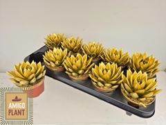 Echeveria Miranda 10Ø 13cm