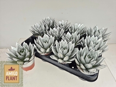 Echeveria Miranda 8Ø 11cm