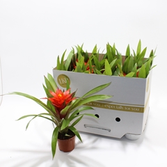 Guzmania Glow 9Ø 30cm