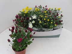 Chrysanth Mix 5 Colours 12Ø 25cm