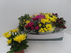 Chrysanth Mix 6 Mix 12Ø 25cm