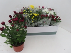 Chrysanth Mix 5 Colours 12Ø 25cm