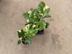 Monstera Deliciosa Thai Constellation 15Ø 50cm