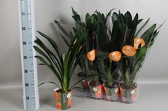 Clivia Miniata 13Ø 65cm