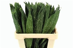 Aspidistra Elatior Milky Way 60cm