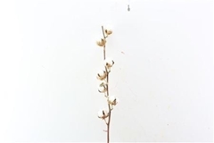 Gossypium Hirsutum White 65cm 7+