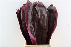 Cordyline Purple Compacta 62cm