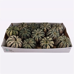 Cucurbita Pepo Sweet Dumpling