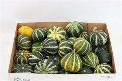 Cucurbita Pepo 3cm