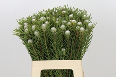 Leucadendron Galpinii Ayoba Silver Pearl 60cm