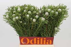 Leucadendron Galpinii Ayoba Silver Pearl 50cm