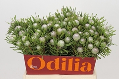 Leucadendron Galpinii Ayoba Silver Pearl 40cm