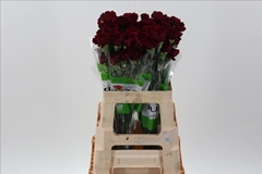 Dianthus Single Zurigo 60cm