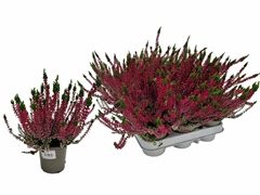 Calluna WiBo's Rot 9Ø 24cm
