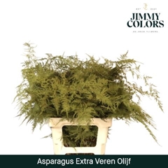Asparagus Setaceus Painted Olive 65cm