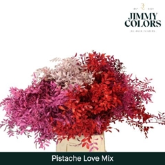 Pistacia Painted Love Mix 50cm
