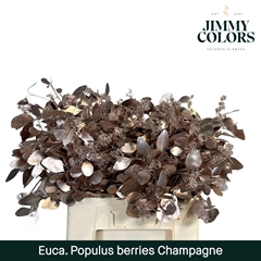 Eucalyptus Populus Painted Champagne Per Bunch 60cm 200gr.