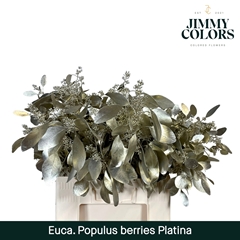 Eucalyptus Populus Painted Platinum Per Bunch 60cm 200gr.