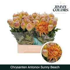 Chrysanth Single Painted Antonov Sunny 70cm 110gr.