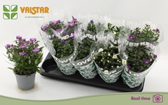 Aster Starletta Mix 12Ø 25cm