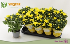 Chrysanth Da Vinci Yellow 12Ø 30cm