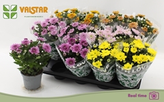 Chrysanth Elixer 12Ø 25cm