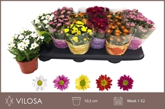 Chrysanth Swifty Mix 10Ø 18cm
