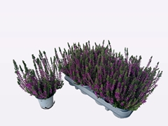 Calluna WiBo's Mix 9Ø 23cm
