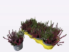 Calluna WiBo's Trio 13Ø 20cm