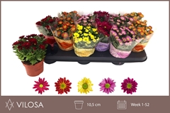 Chrysanth Swifty Mix 10Ø 18cm