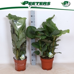 Calathea Orbifolia 24Ø 90cm