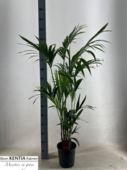 Howea Forsteriana 21Ø 130cm