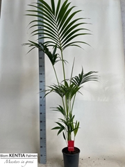 Howea Forsteriana 21Ø 160cm