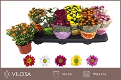 Chrysanth Swifty Mix 10Ø 18cm