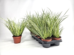 Acorus Variegatus 12Ø 25cm