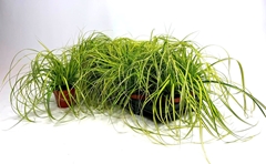 Carex Evercolor Eversheen 10Ø 20cm