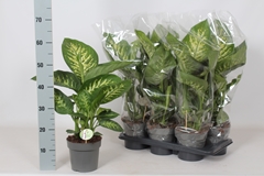 Dieffenbachia Reeva 17Ø 60cm