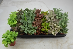 Fittonia Mix 7 Colours 8Ø 12cm