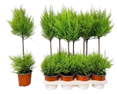 Cupressus Goldcrest Wilma 14Ø 65cm