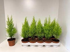 Cupressus Goldcrest Wilma 12Ø 40cm