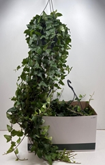 Hedera Helix Mein Herz 24Ø 120cm
