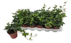 Hedera Helix Shamrock 9Ø 10cm