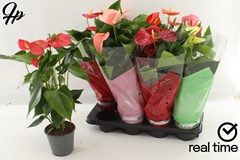 Anthurium Mix 4 Colours 14Ø 55cm