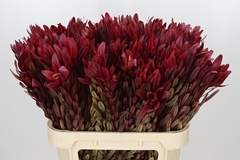 Leucadendron Jester 80cm