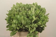 Pittosporum Tobira Ilan 40cm