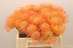 Leucospermum Queen Juliana 35cm