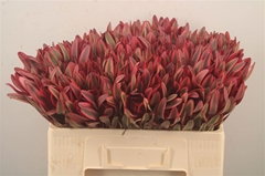 Leucadendron Jester 50cm