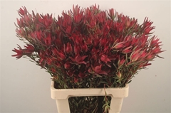 Leucadendron Salignum Blush 70cm Spray